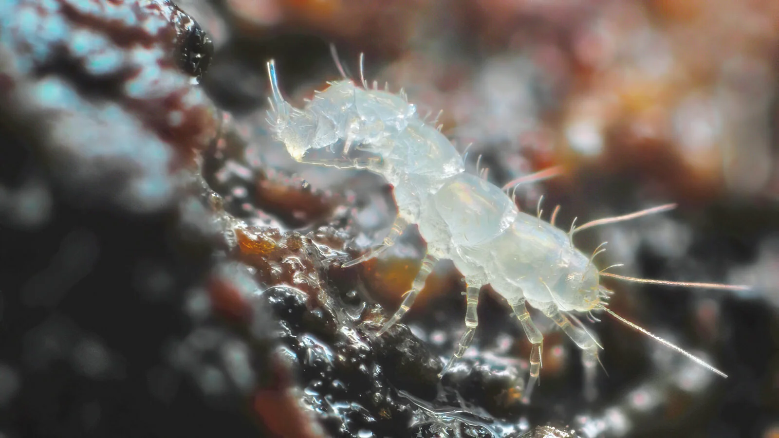 Pauropod, Compton Dundon, UK