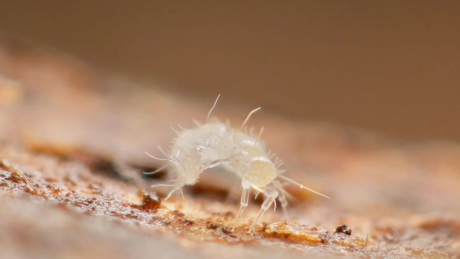 A Pauropod nibbling a foot from Mexico City, Mexico, on rotting cactus trunk.