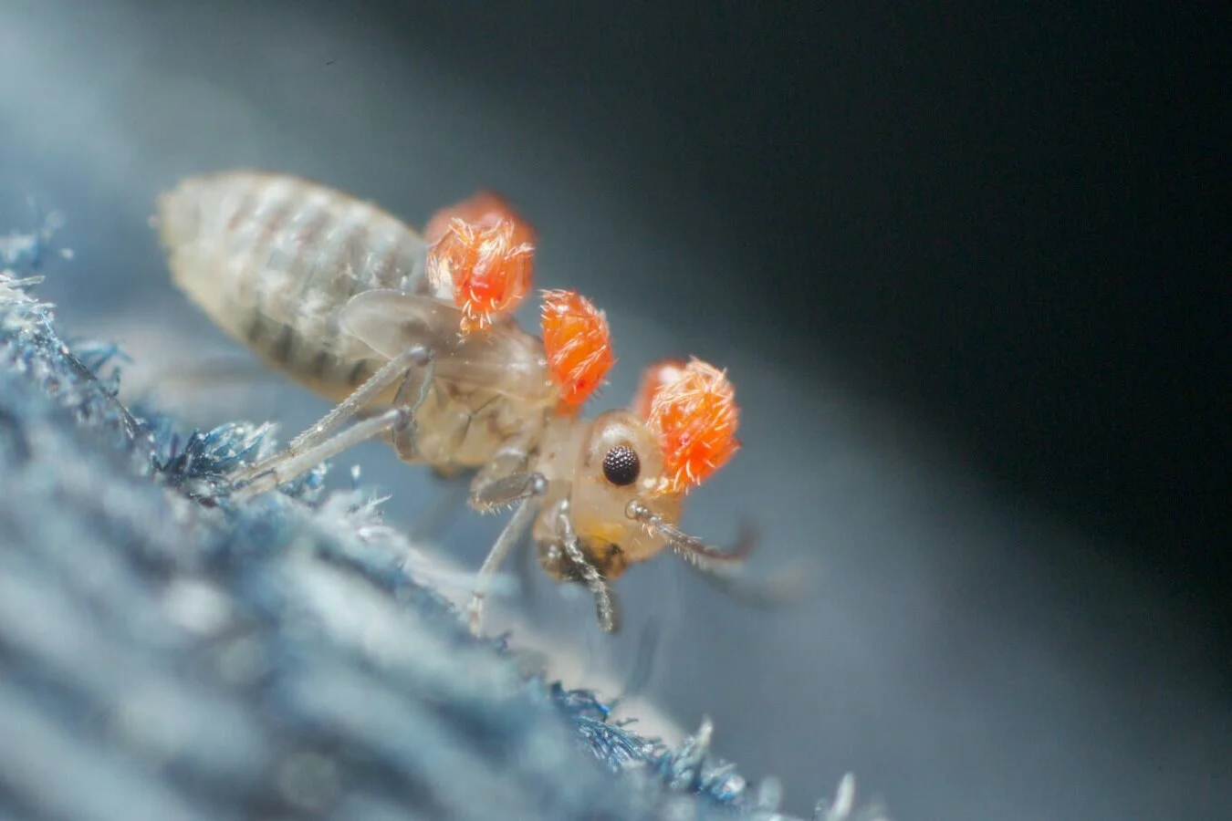 Bark fly with larval mite passengers, Montagu, NW Tasmania, December 2015