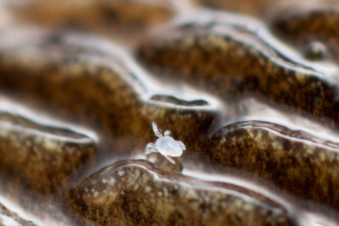 Six-legged larval form of Riccardoella oudemansi, the slug mite. East Pennard, Somerset, UK Nov 2016