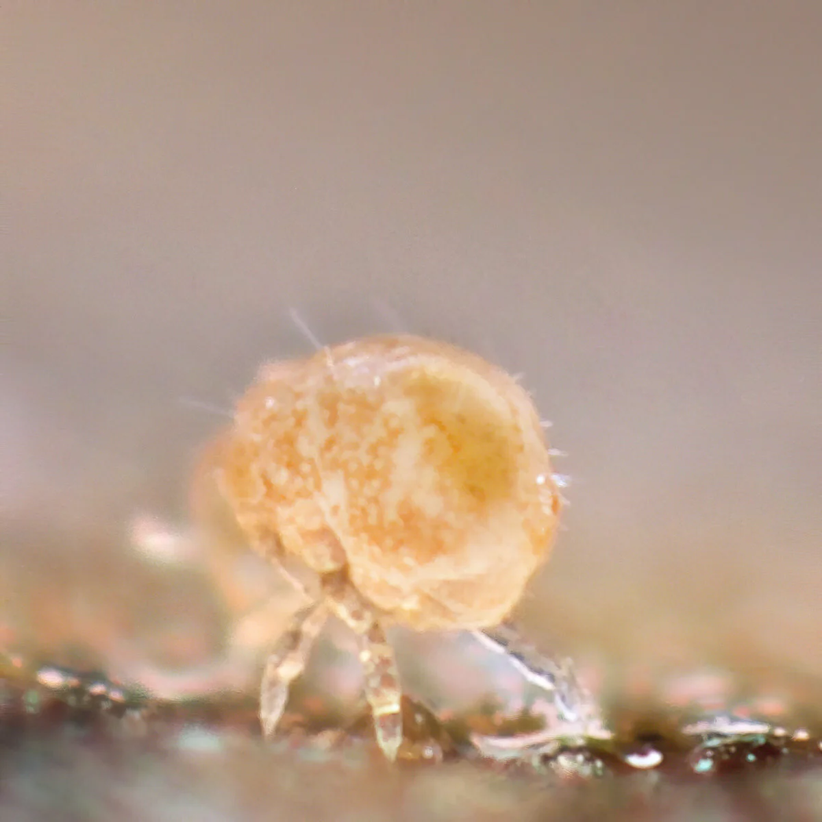 All about Collembola/springtails — A Chaos of Delight