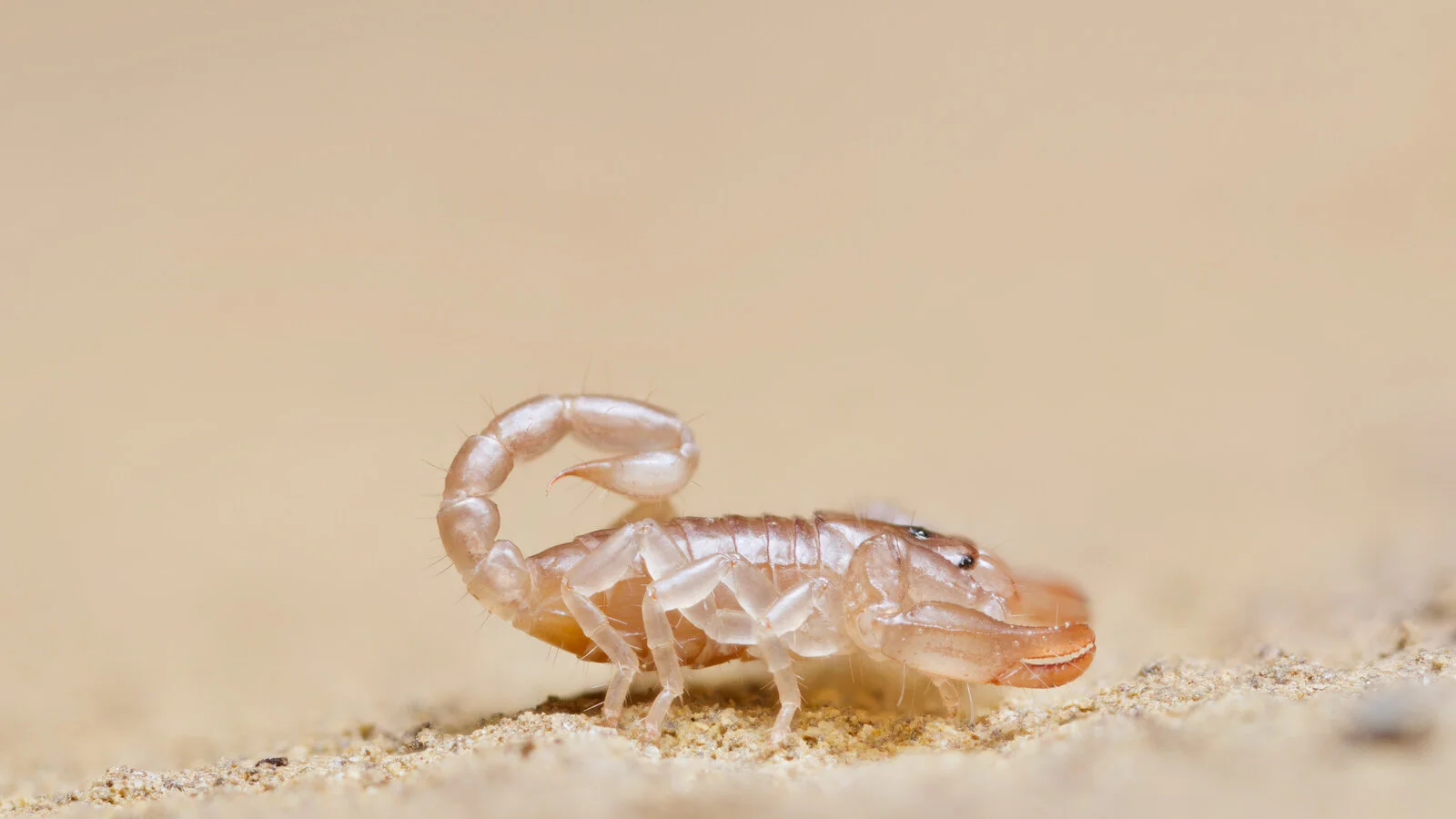 A juvenile scorpion, Slovenia