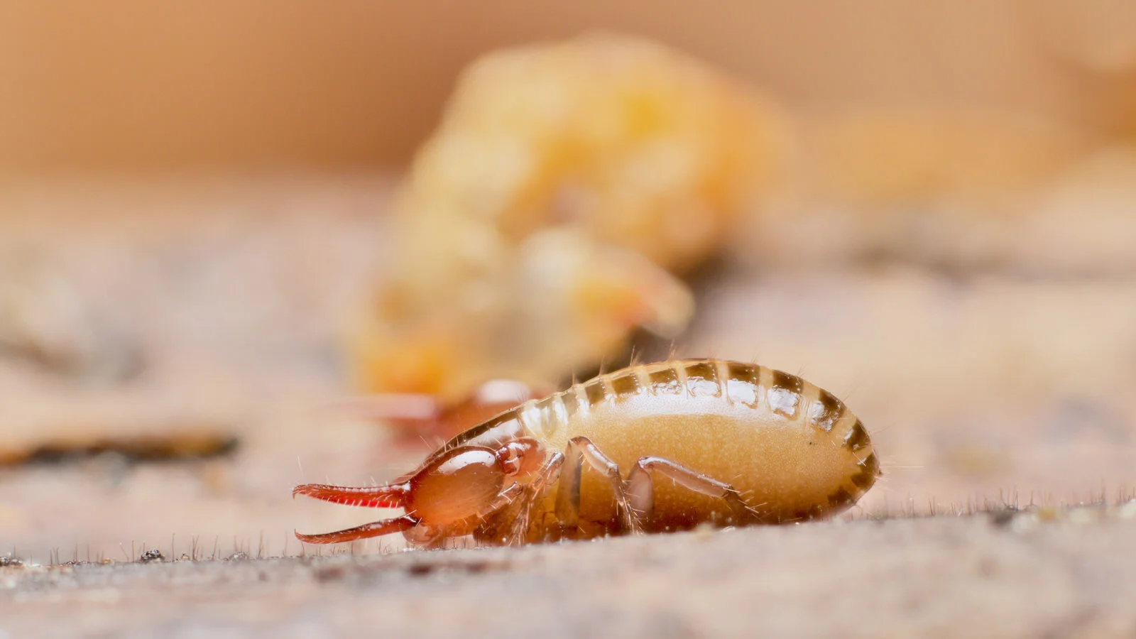 A Neobisium carcinoides pseudoscorpion, South Devon, UK