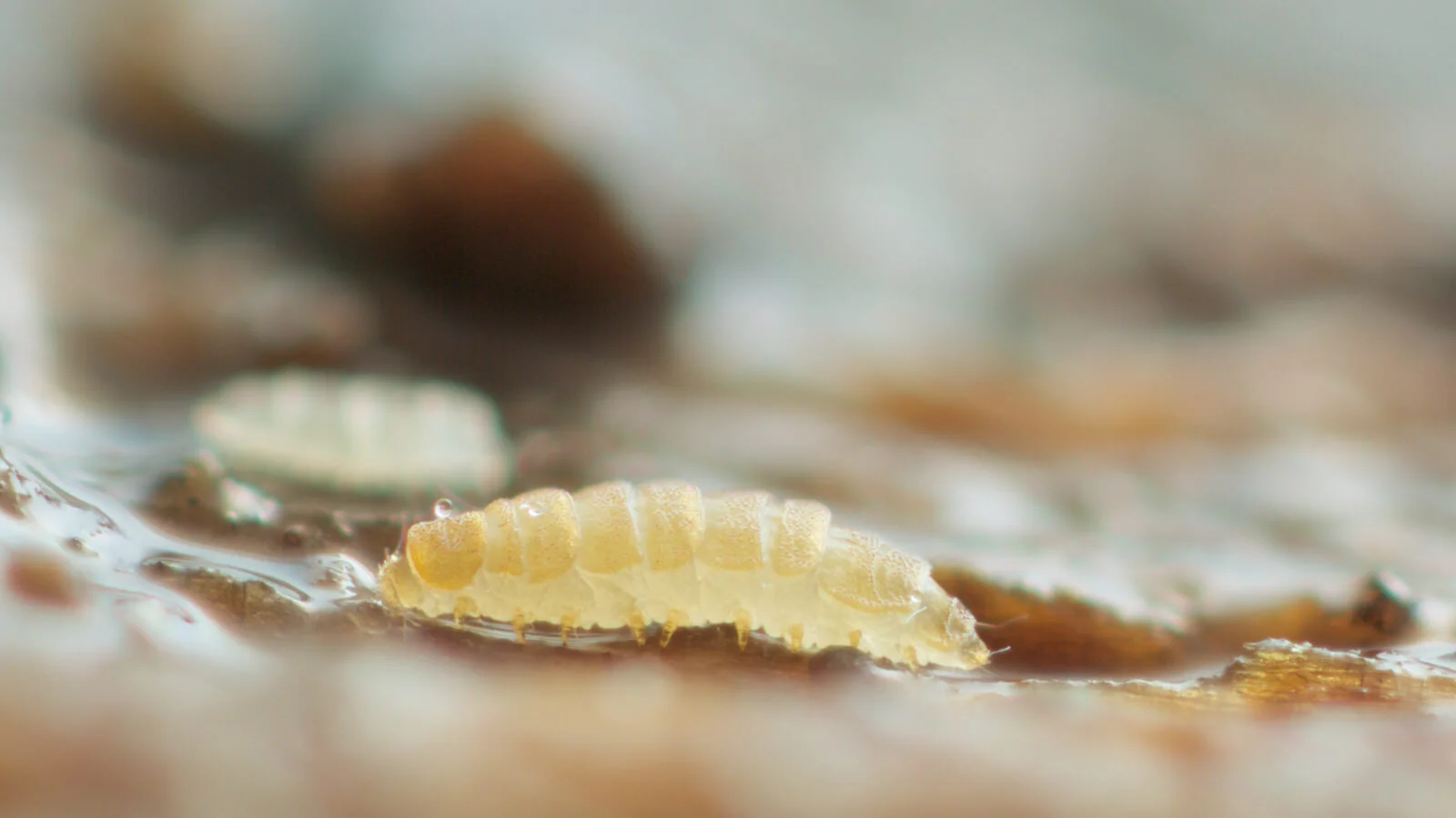 Possibly Hansenauropodidae family, maybe Hansenauropus species of pauropod stood sideways, Kuranda, Australia