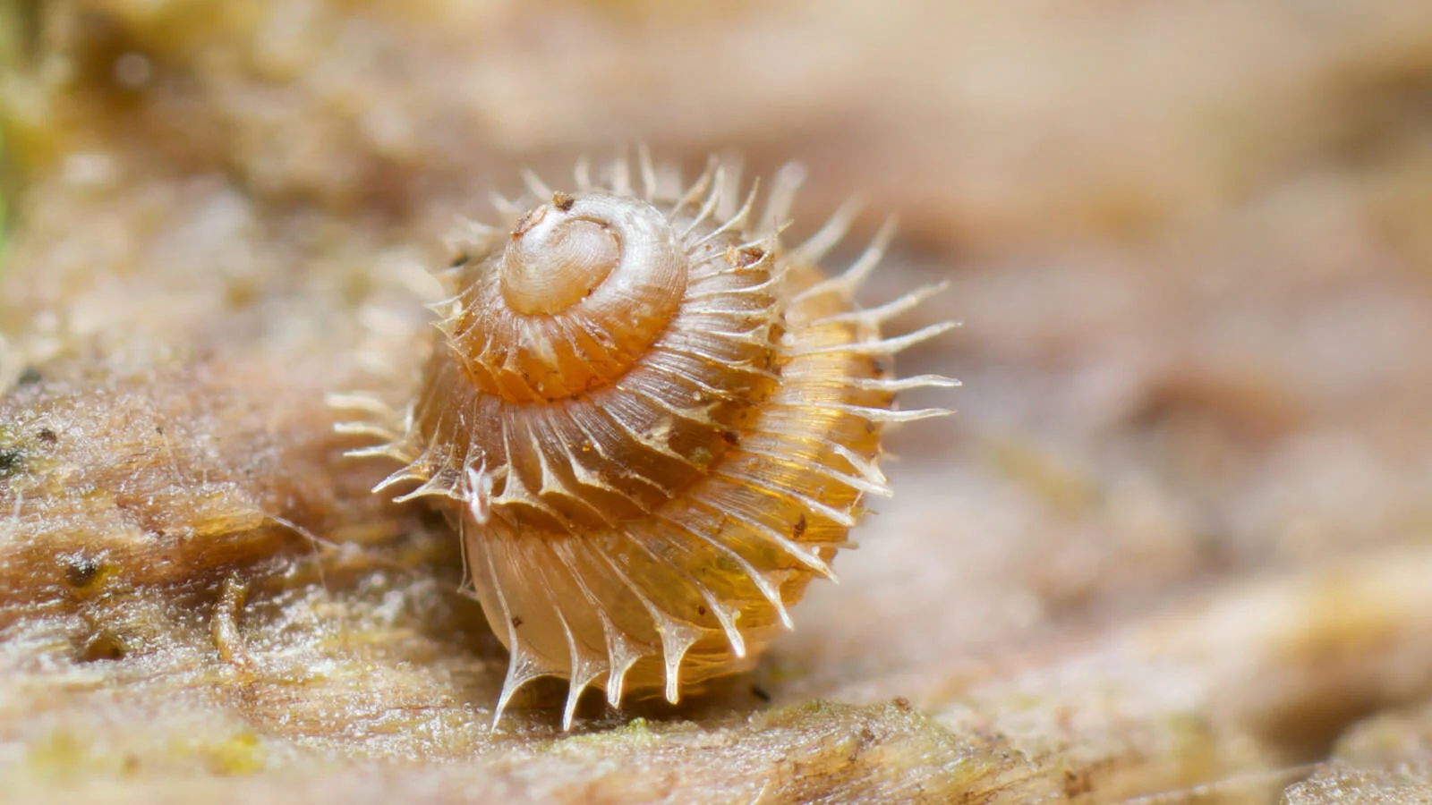 All about micro snails (terrestrial) - A Chaos of Delight