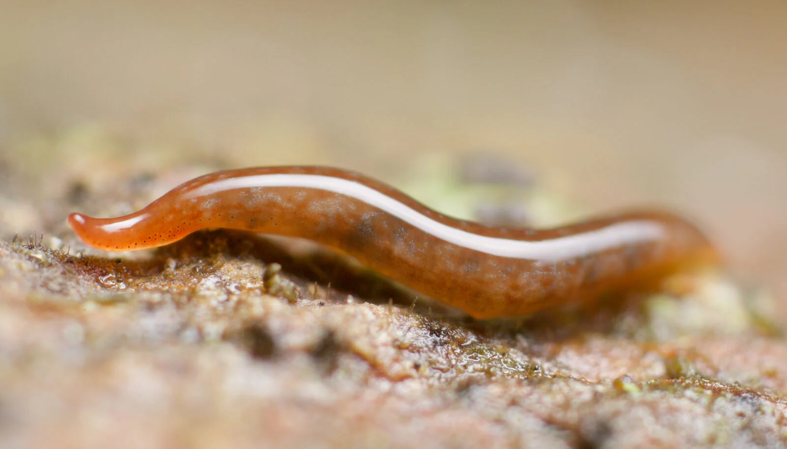 Marionfyfea adventor, a land planarian, Slapton marshes, S Devon, Oct 2016