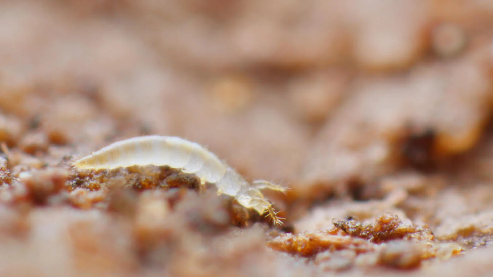 Proturan, woodland, Wells, Somerset, UK