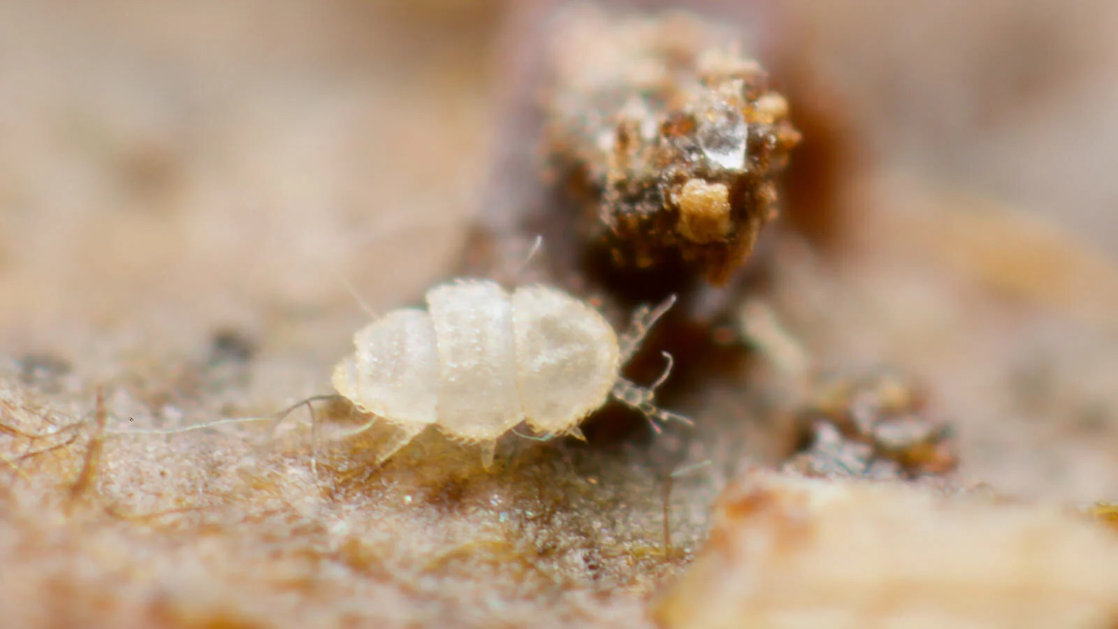 Trachypauropus britannicus first instar under log, Butleigh woods, UK July 2020