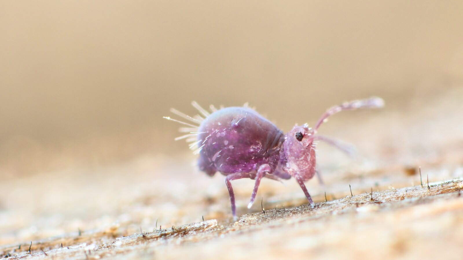 All about Collembola or springtails - A Chaos of Delight