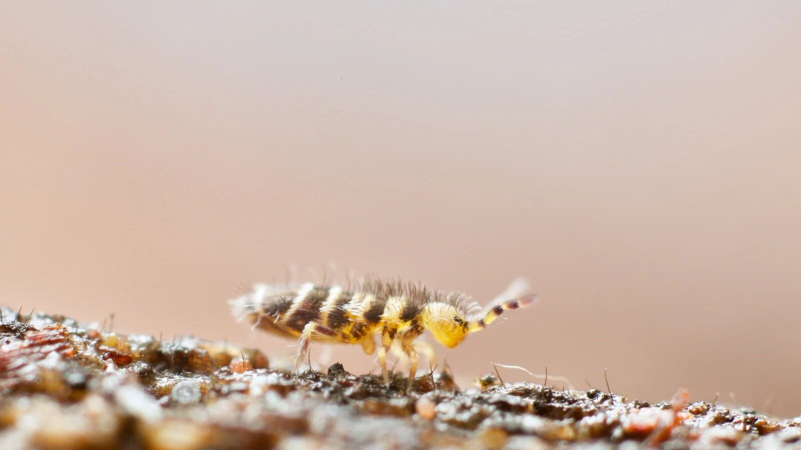 Have I got springtails? Morgellons, skin and the home