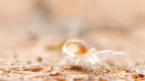 All about springtails (Collembola) - A Chaos of Delight