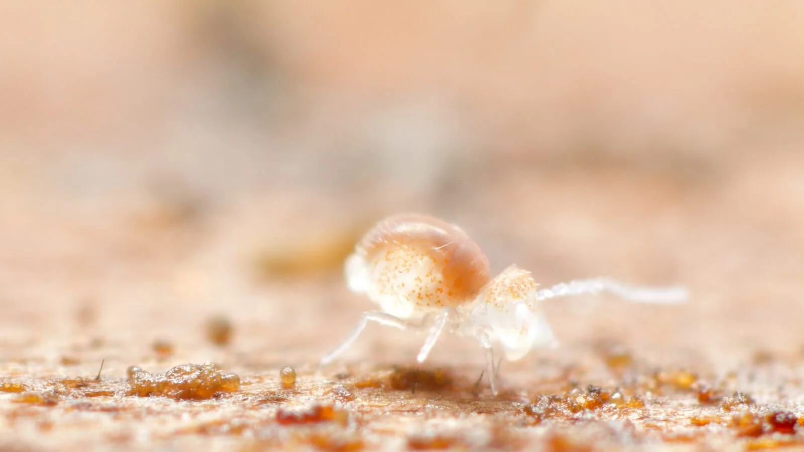 Arrhopalites species, Annapolis County, Nova Scotia, Canada, June 2015