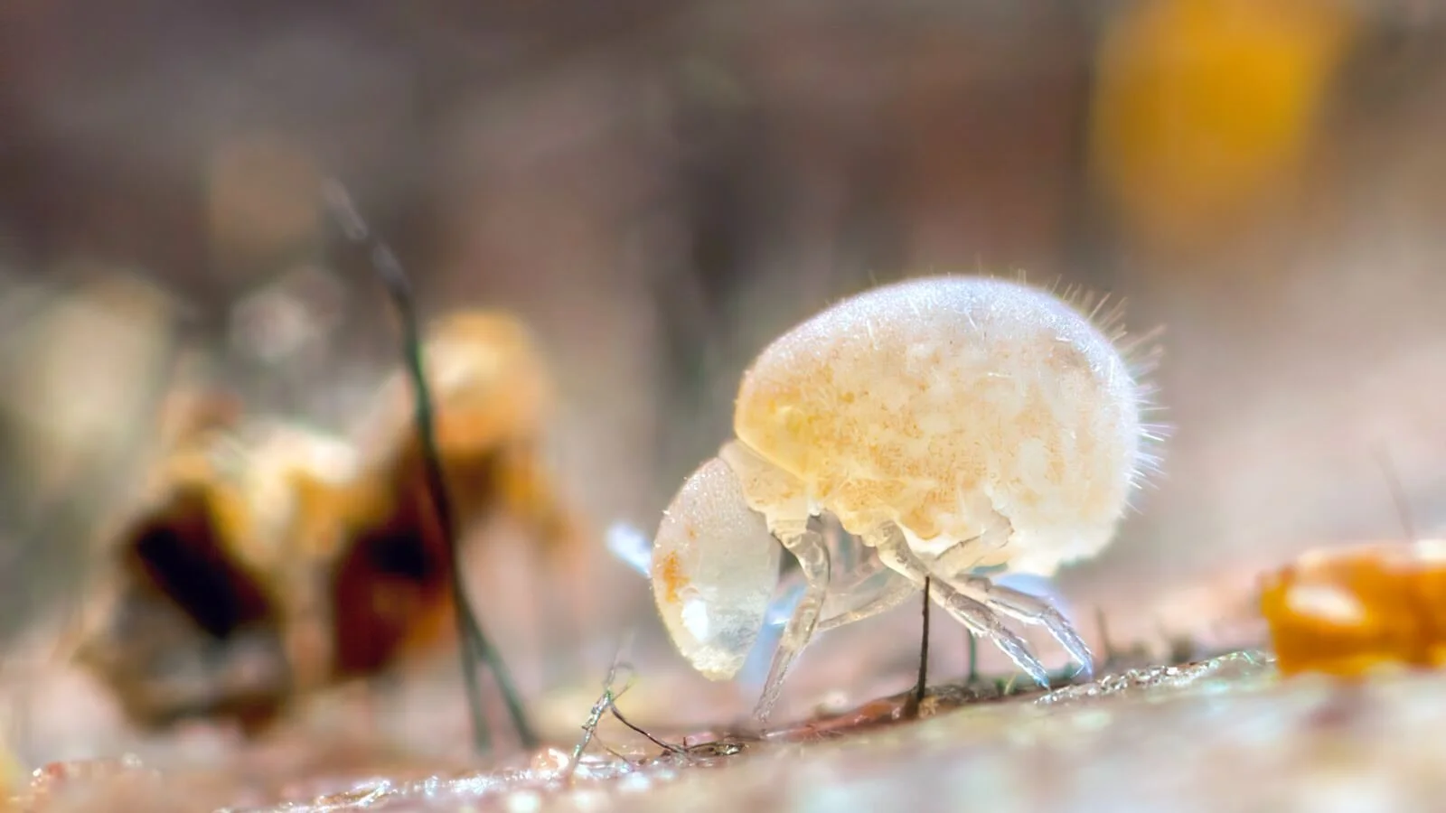Neelus murinus, Launceston, Tasmania, Australia, March 2014