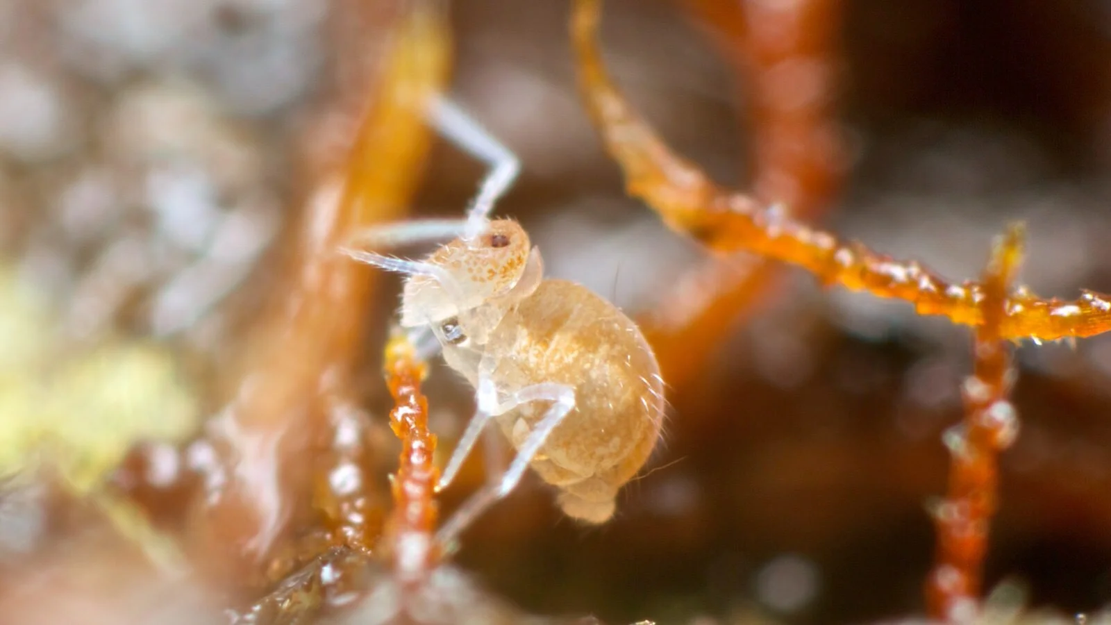 Adelphoderia species, Westbury, Tasmania, Australia September 2014