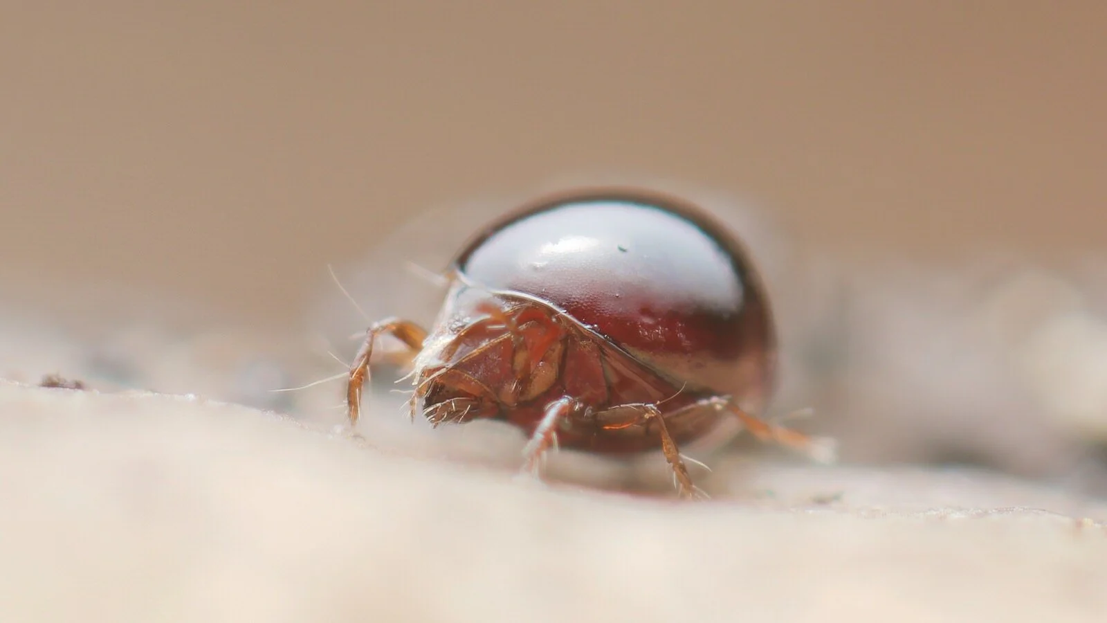 Liacarus subterraneus, an oribatid mite