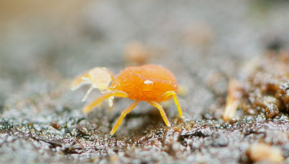 All about soil mites A Chaos of Delight