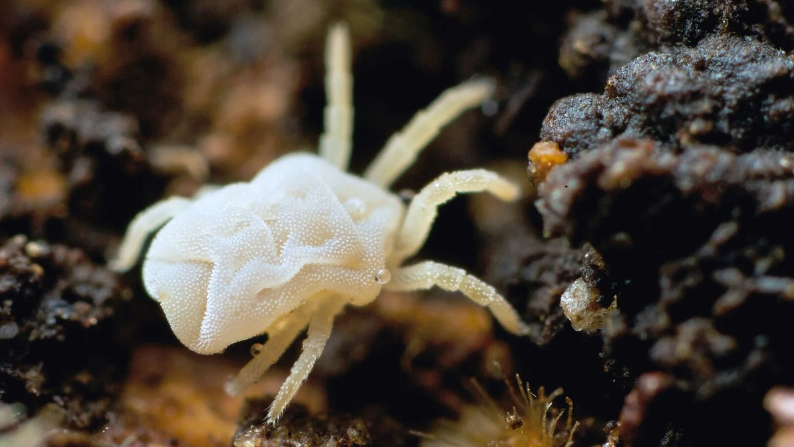 A white Alycidae mite, South Island, NZ.