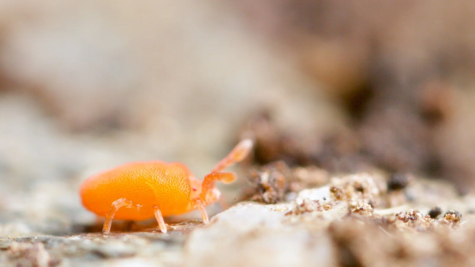 Juvenile Podothrombium mite