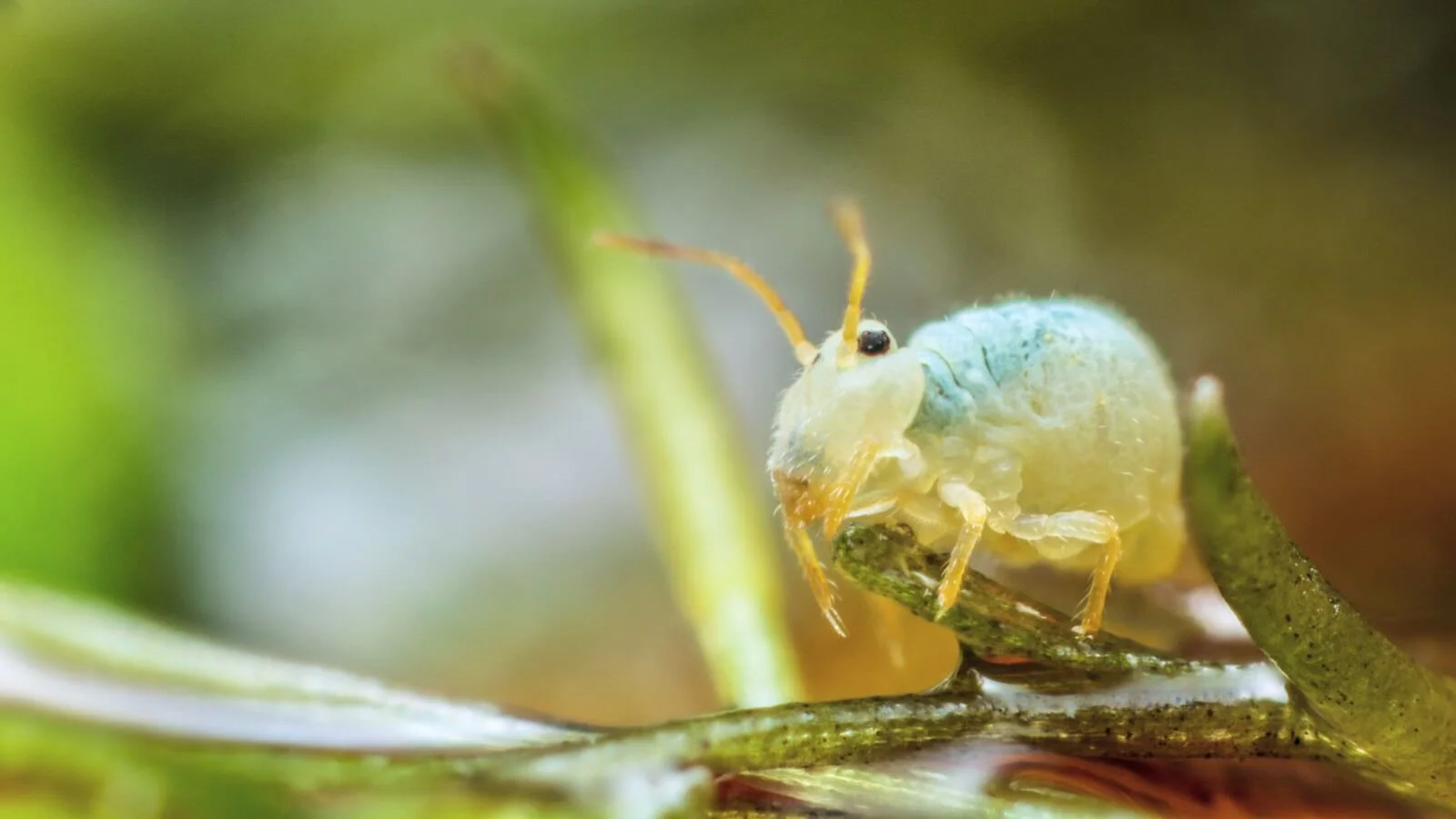 Springtail of the month- Sminthurides aquaticus