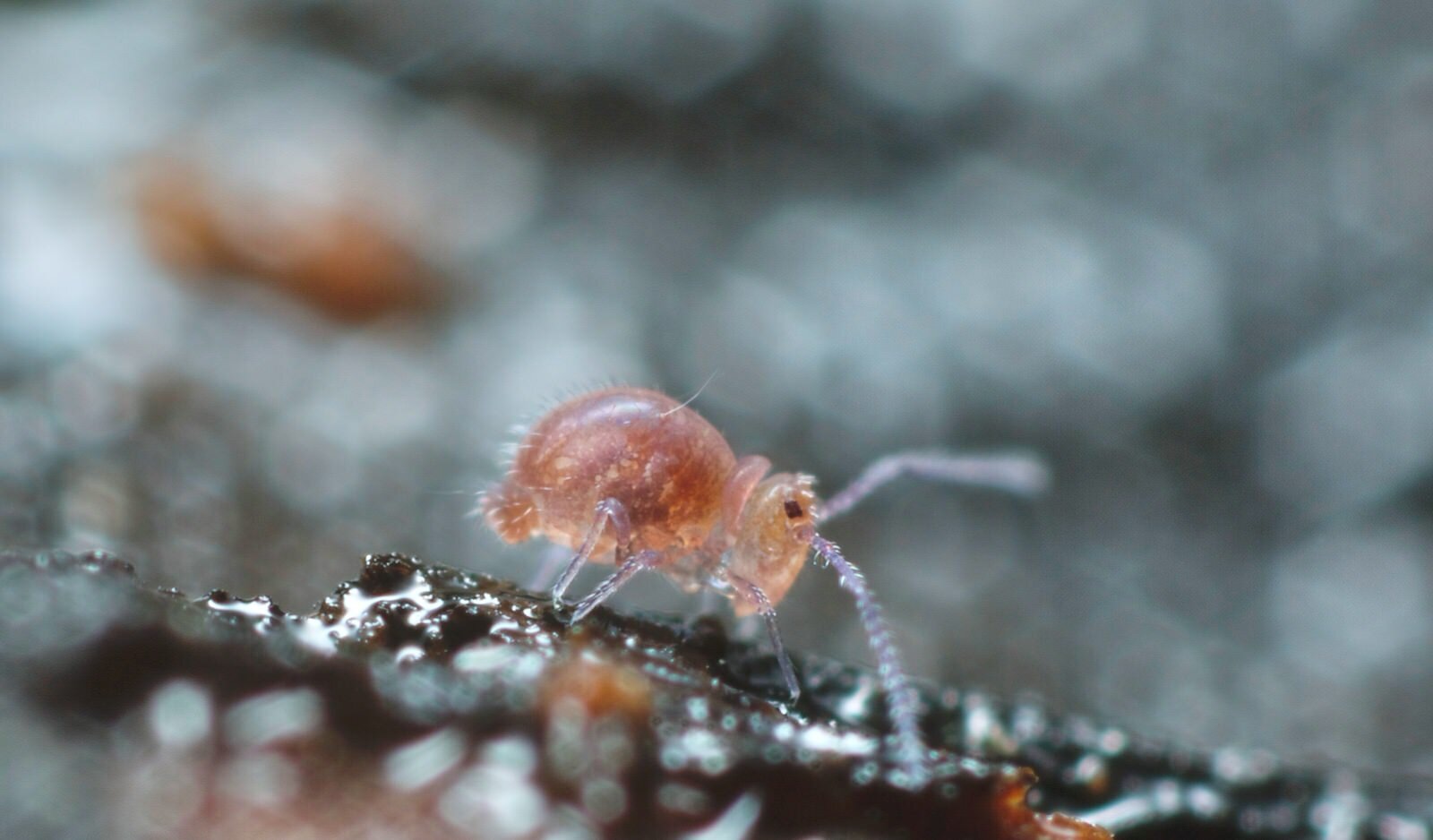 Matting in Springtails, an arthropod group close to insects, existed 105  million years ago - Current events - University of Barcelona