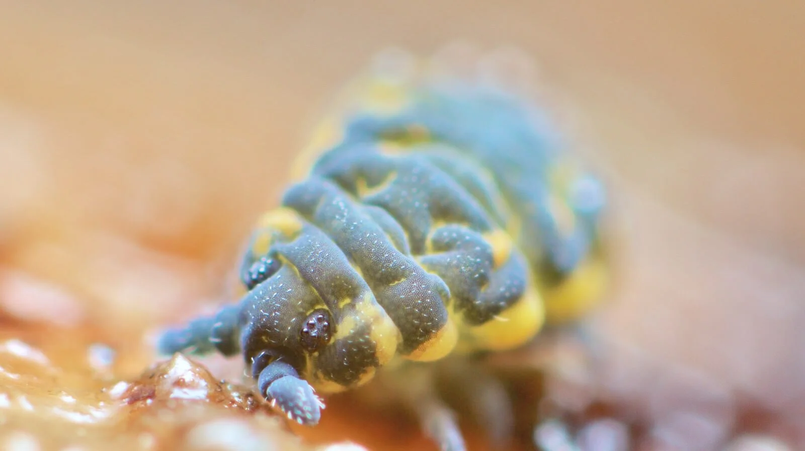 Why springtails are the best