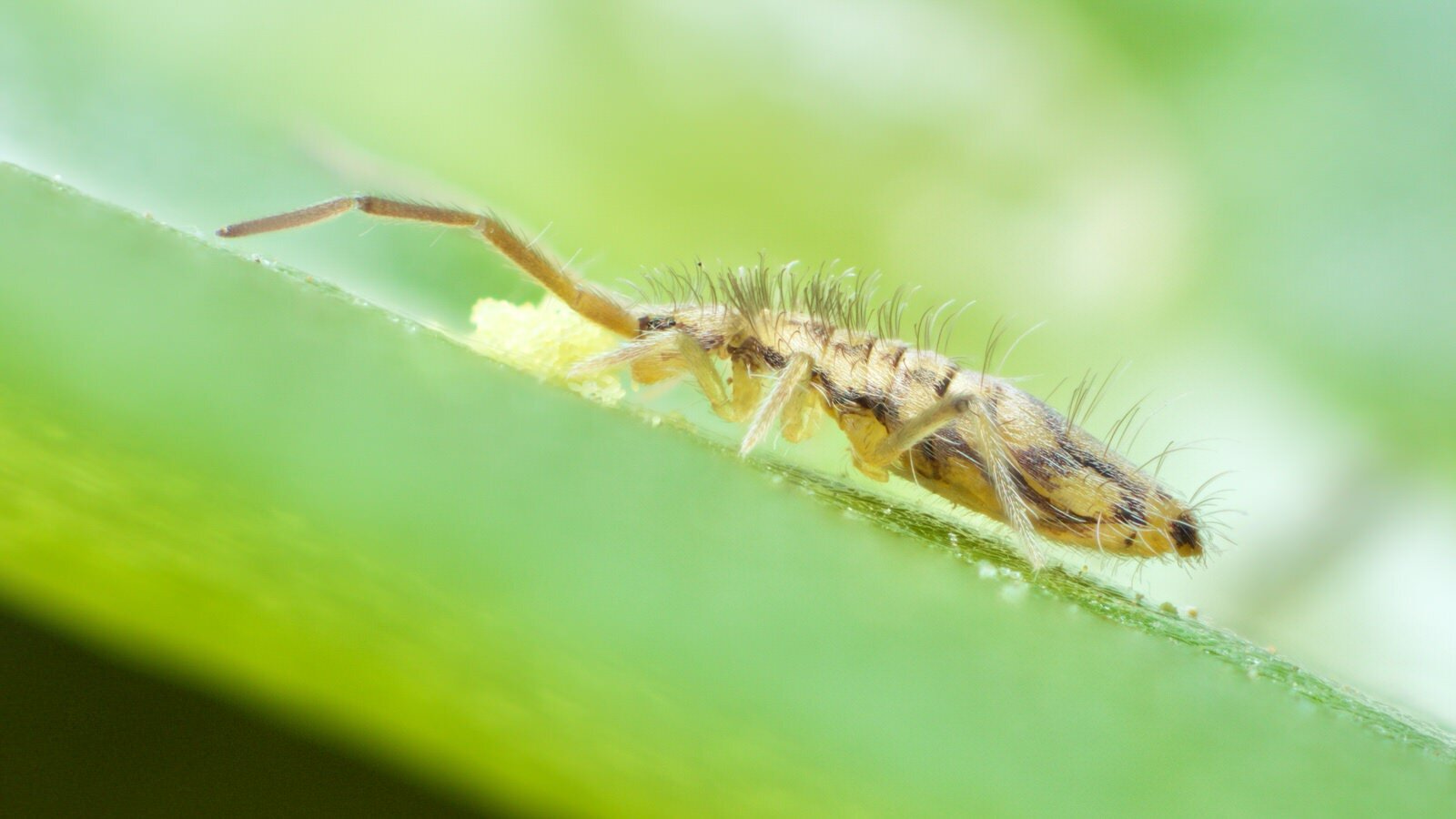 Why springtails are the best - A Chaos of Delight