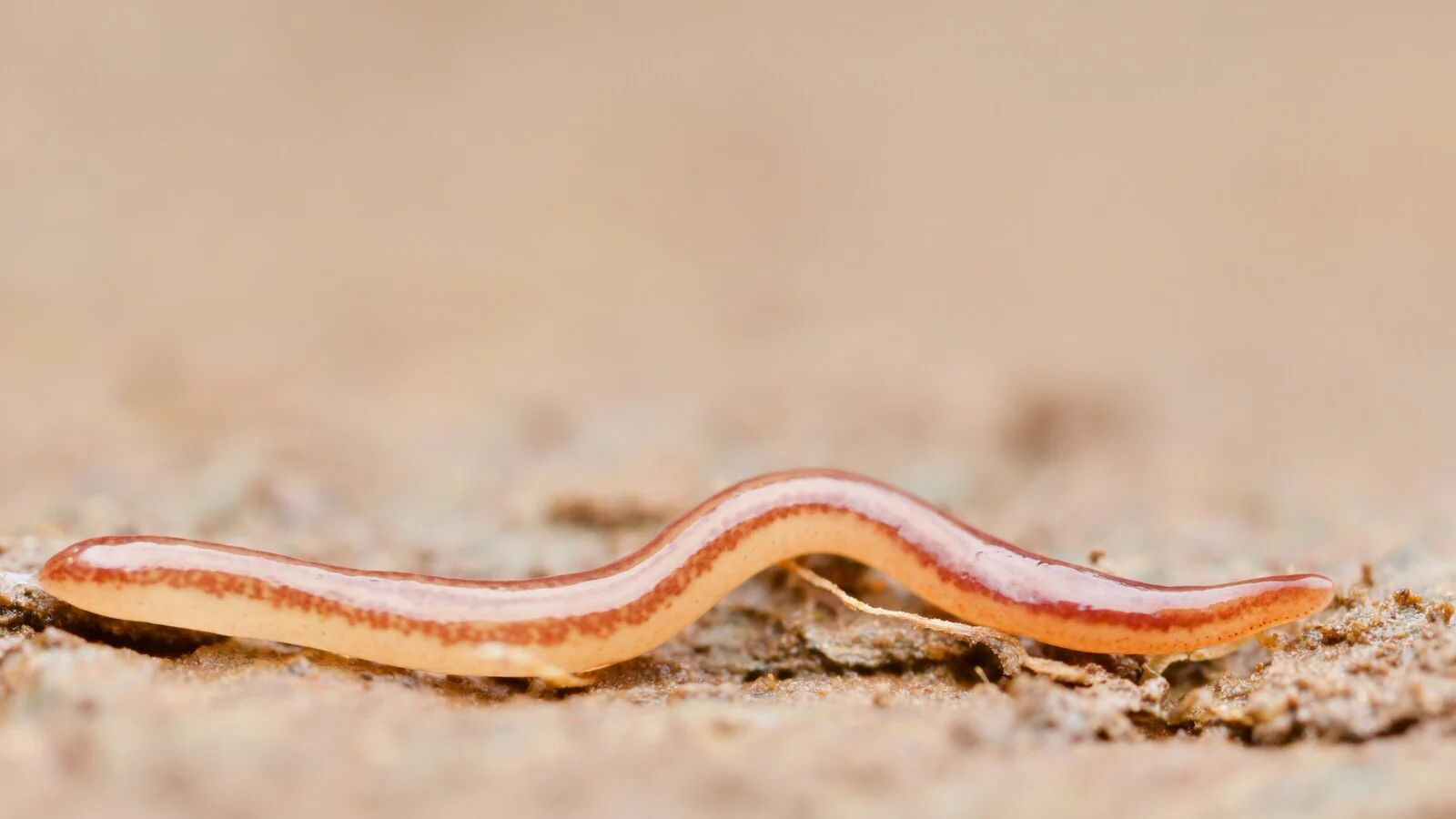 Kontikia andersoni, a land planarian under stone, East Portlemouth, Devon UK Sept 2016