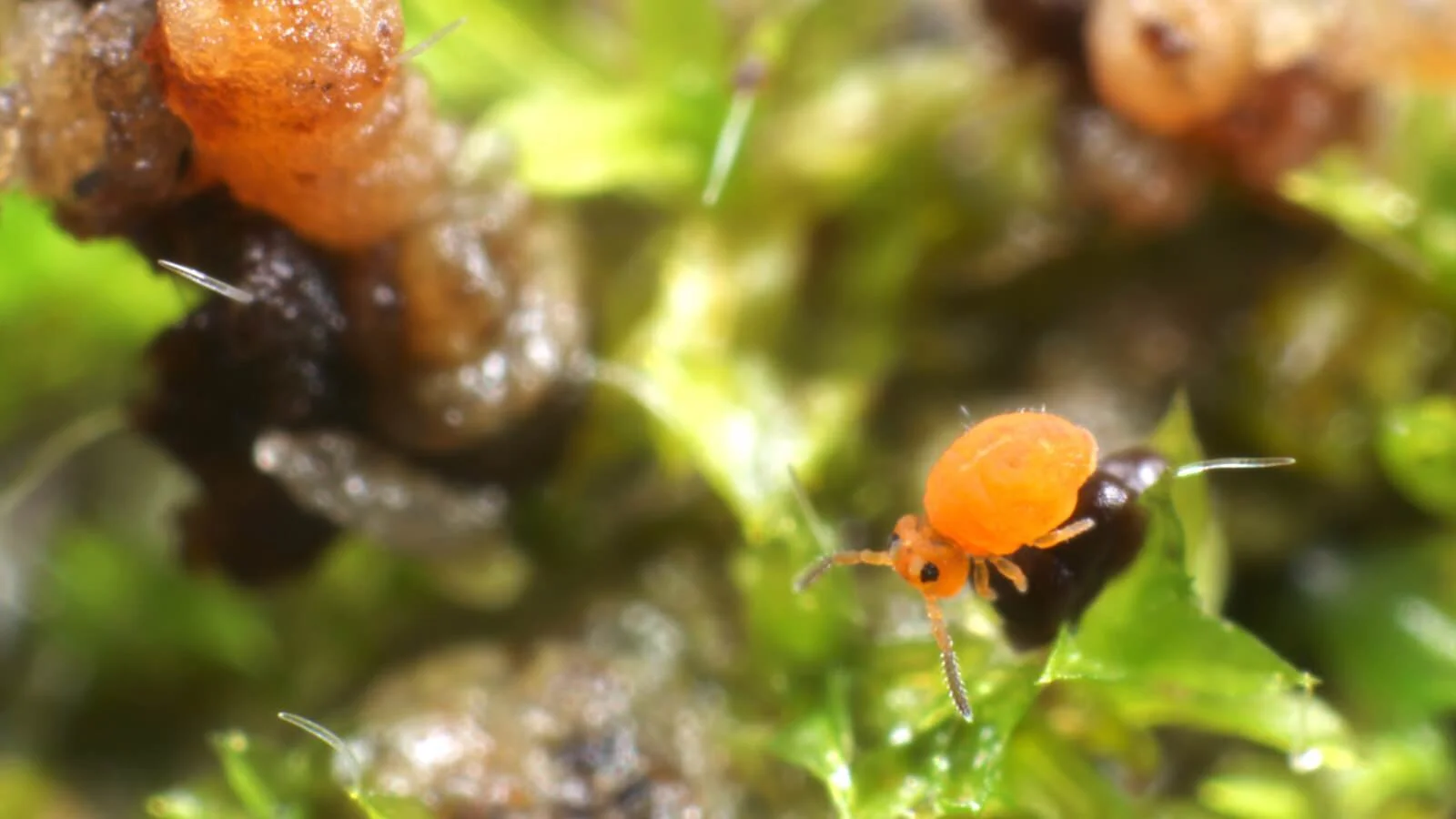 &quot;Ні, це не коали&quot;. Надзвичайні фото розкривають таємницю царства дивних ґрунтових істот