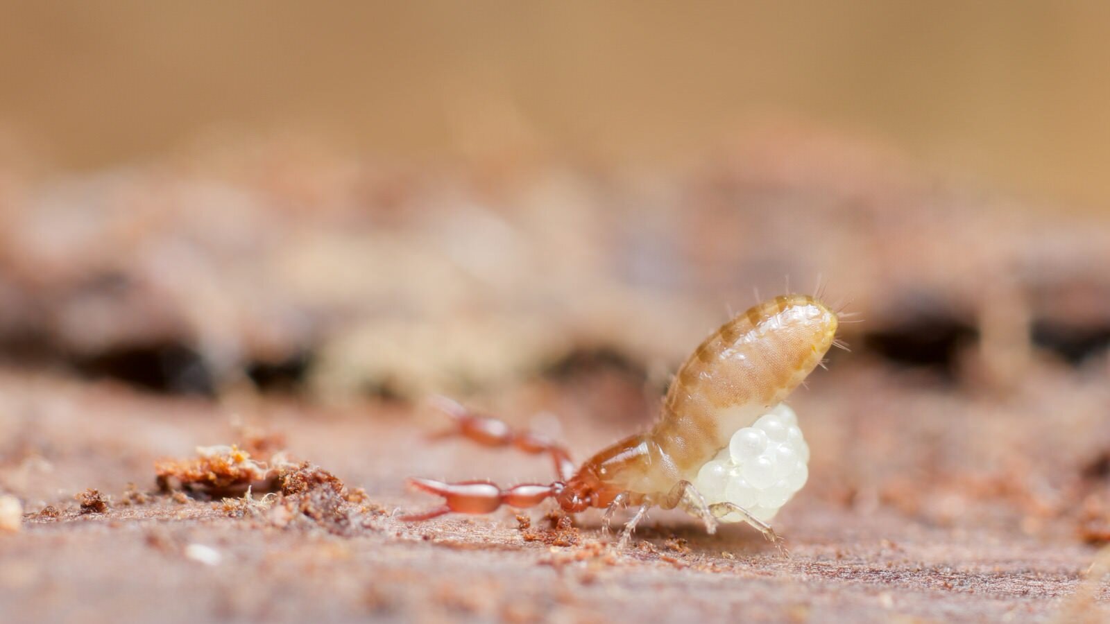 Female pseudoscorpion with eggs, Somerset UK