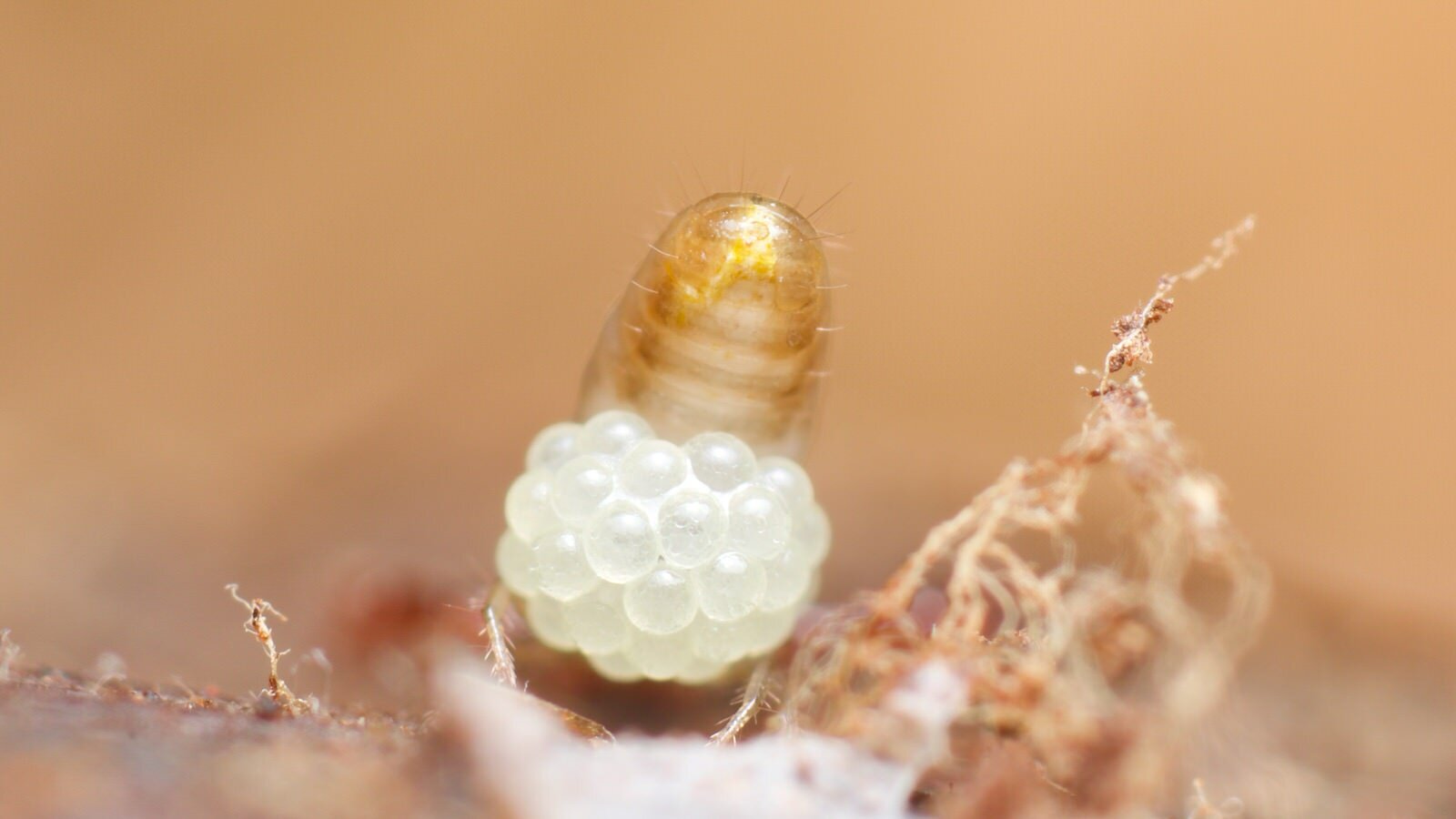 close up of pseudoscorpion carrying her eggs, Somerset, UK