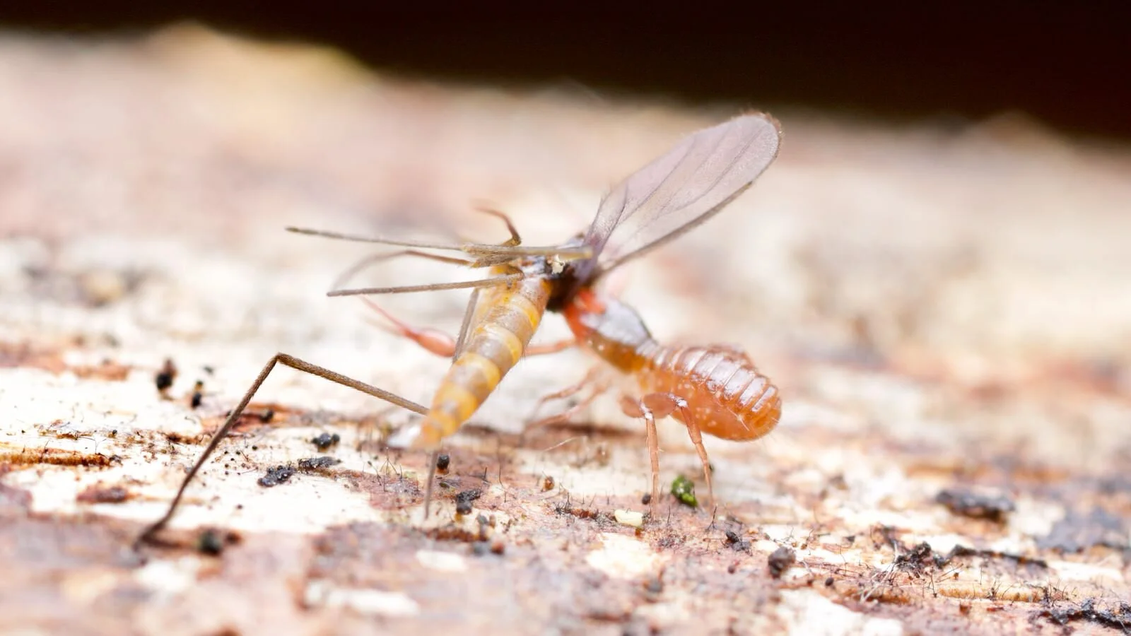 Chthonius ischnocheles with prey- a dark winged fungus gnat- Somerset, UK