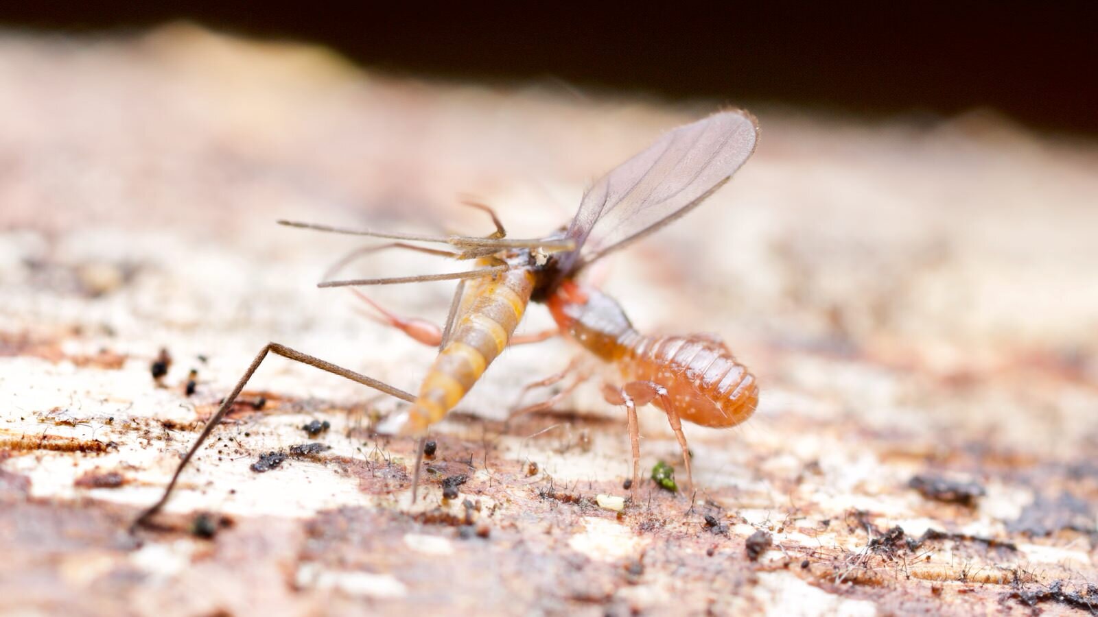 Chthonius ischnocheles with prey- a dark winged fungus gnat- Somerset, UK