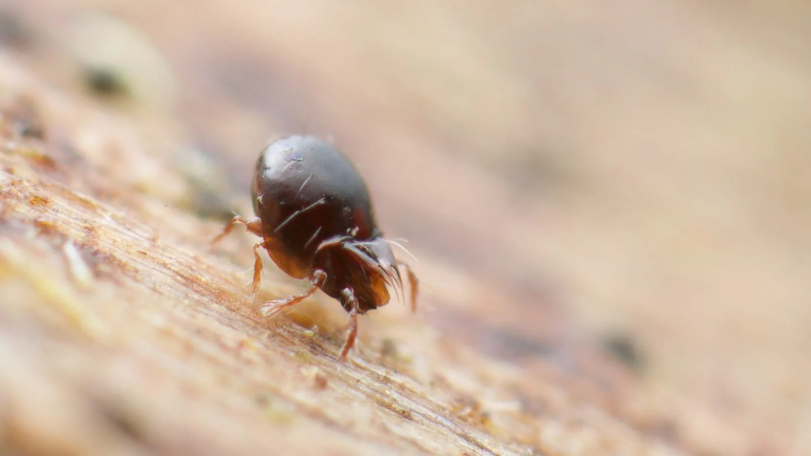 Oribatella species, Shepton Mallet, Somerset UK