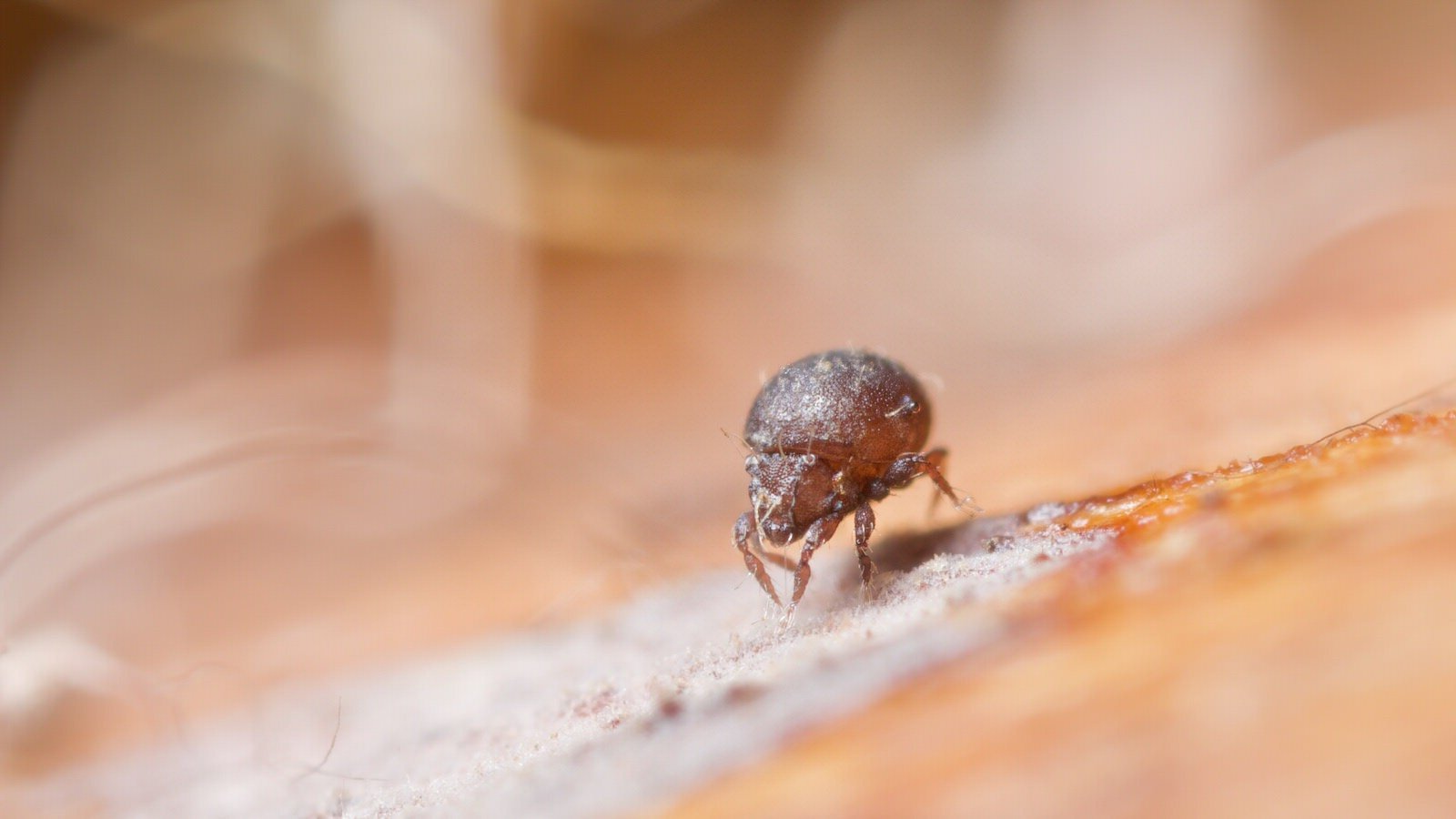 Hermaniella granulata, an oribatid mite walking,  Butleigh, Somerset UK