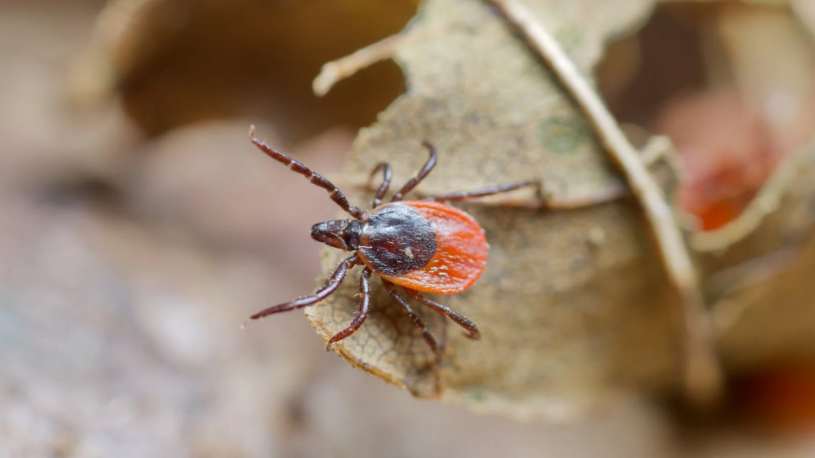 The Sheep tick, or Castor Bean tick, Ixodes ricanus, questing on a leaf