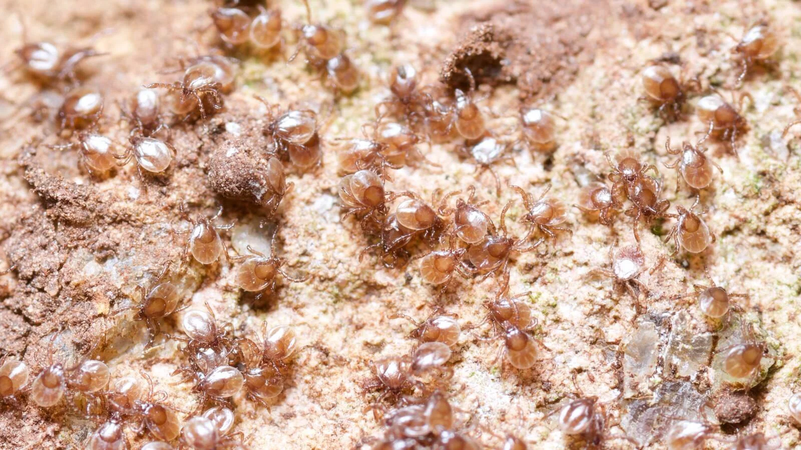 Freshly hatched larval ticks, en masse.