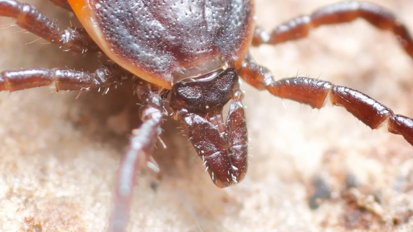 Close up of the mouthparts of Ixodes ricanus