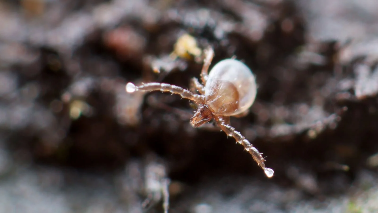 A questing larval tick, Somerset, UK