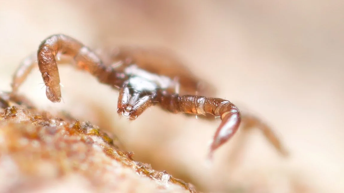 Mouthparts of a larval tick, Somerset UK