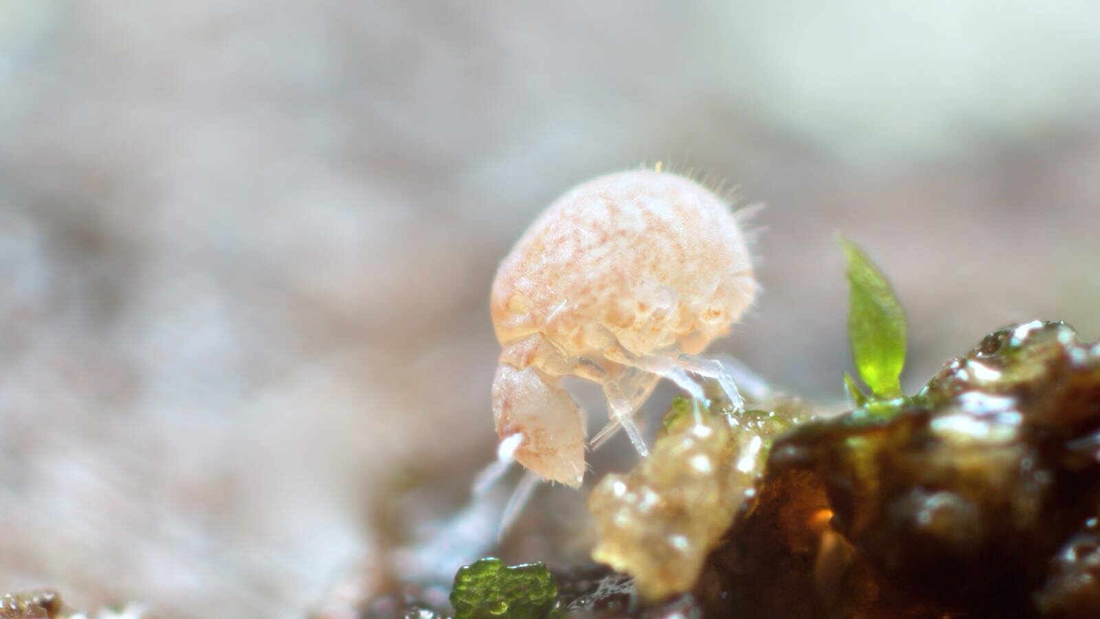 Springtail, Insects, Soil Dwellers, Microarthropods