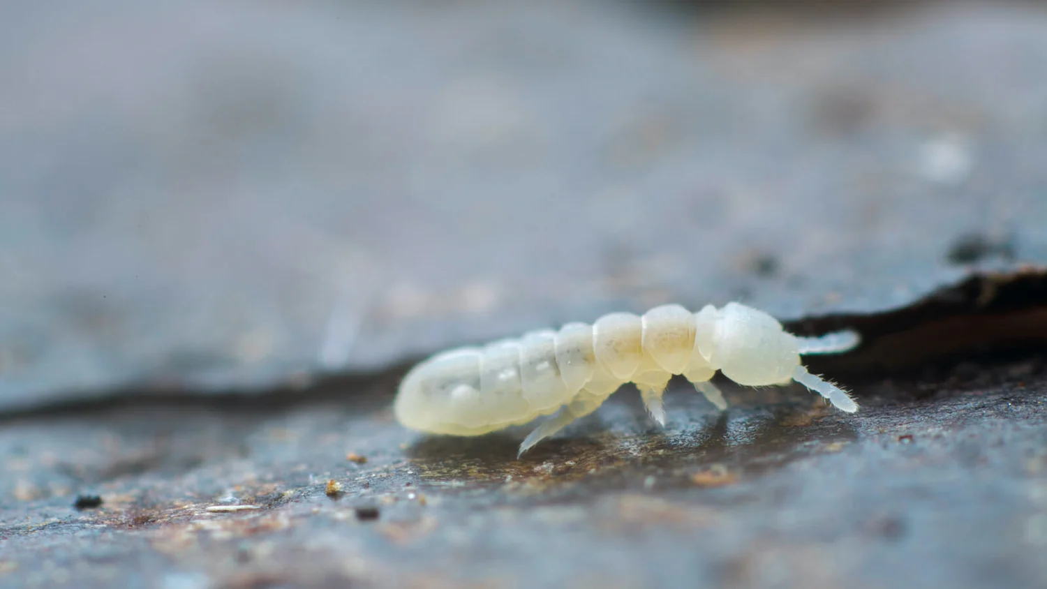 Podila Insect All about Collembola/springtails- Poduromorpha - A Chaos of Delight
