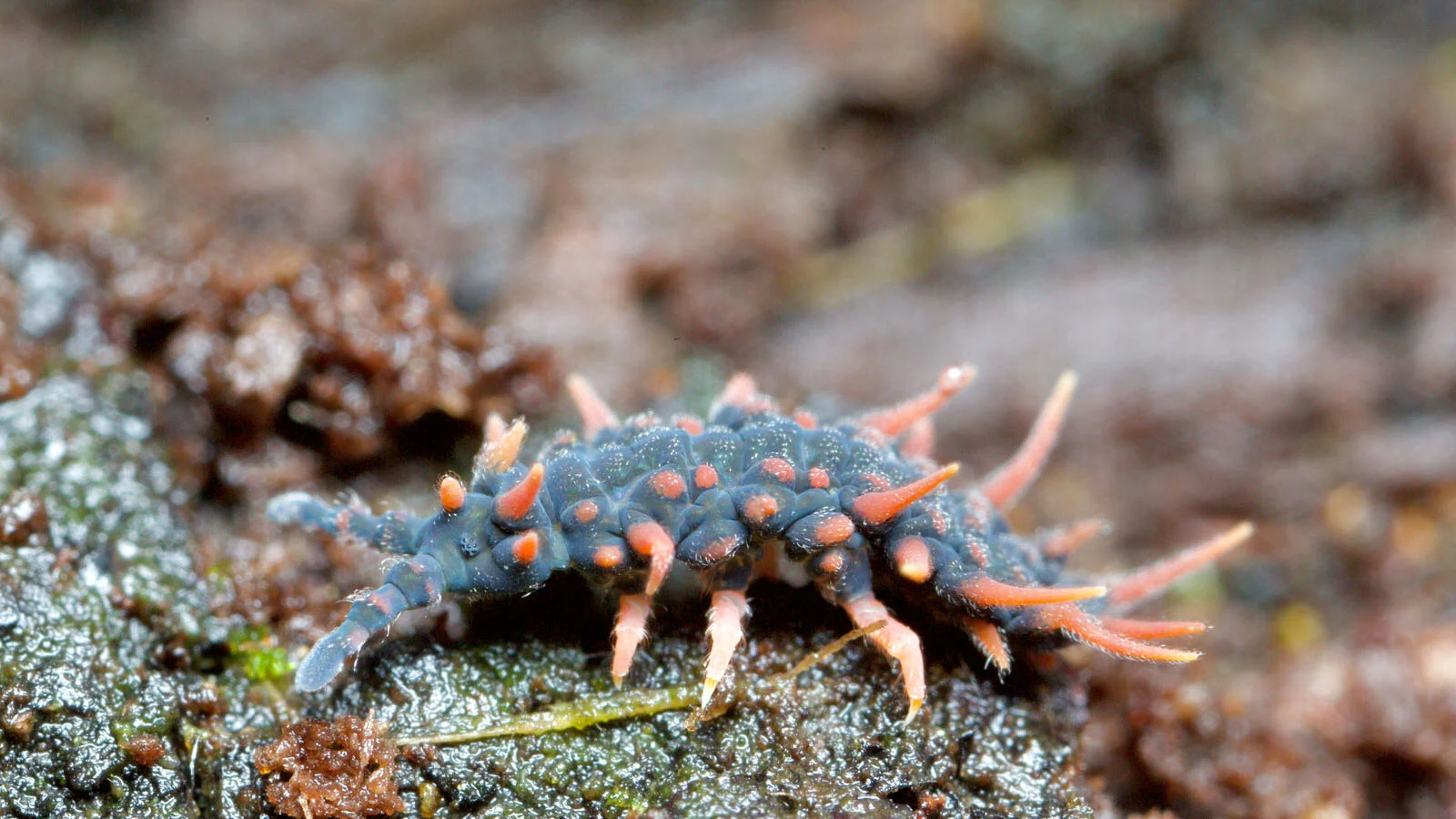 Springtails- chasing giants. - A Chaos of Delight