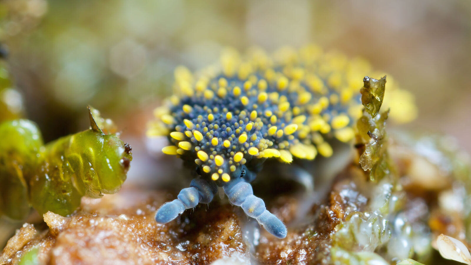 Springtails- chasing giants