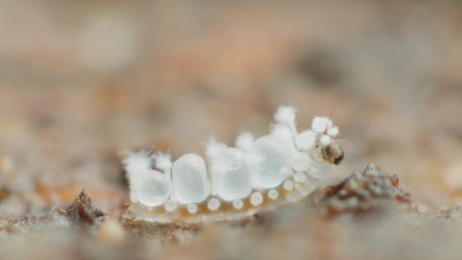 Metaforcipomyia larva, Cape Tribulation, Australia. 2016