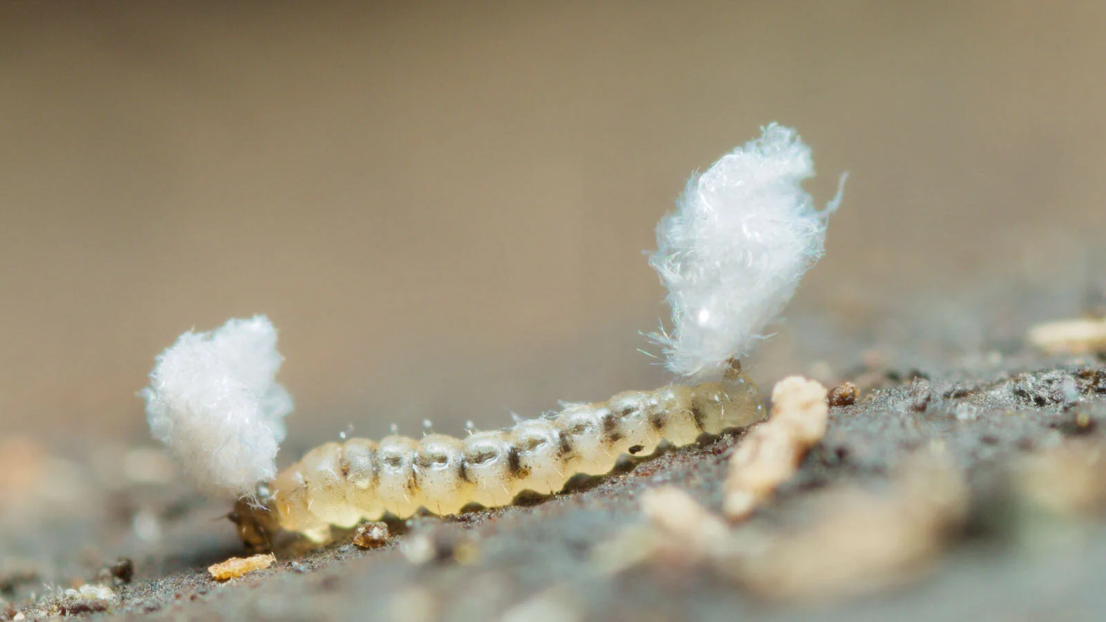Forcipomyia larva with head and tail waxy plumes from St. Patrick's Head, St. Helens, NE Tasmania.