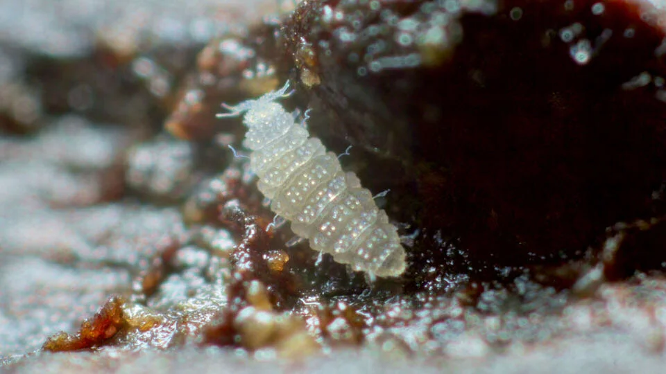 A Brachypauropoides species of pauropod from Stewart Island, New Zealand
