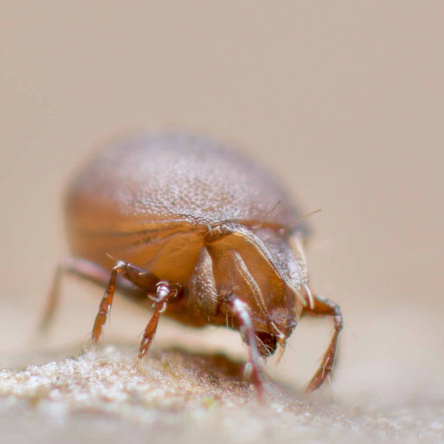 What better to follow a ridiculously multi-coloured springtail post than a plain, brown oribatid mite.... This is Xenillus tegeocranus, a stately and rather beautiful leaf litter-dwelling mite...

#mite #oribatid
#soilanimals #mesofauna #soil #passio