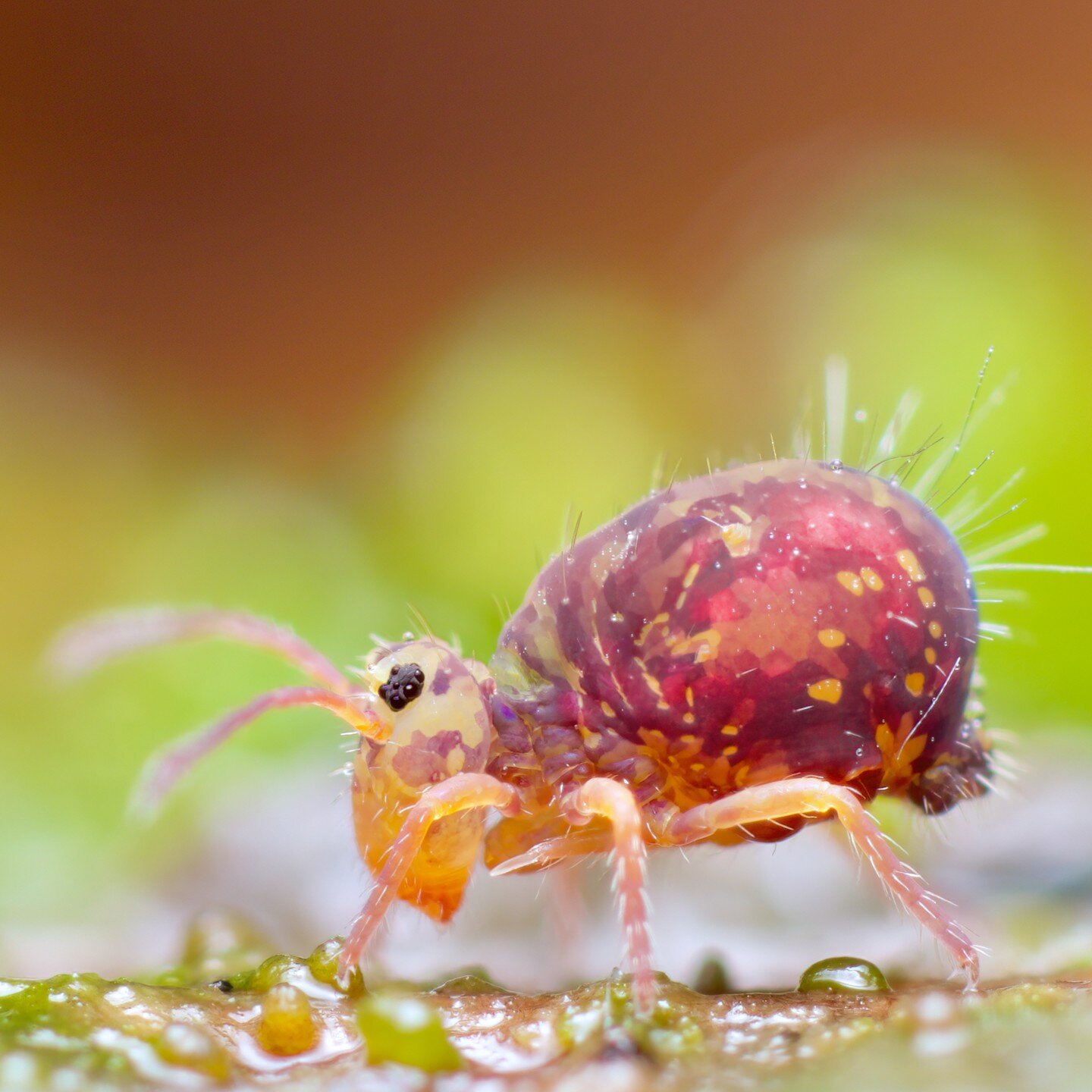 I am a little obsessed with Dicyrtomina ornata. For a 1mm big, UK springtail, they are ridiculously colourful and, well, ornate. They also don't mind being photographed as much as some of the others do so they make a good subject for a more detailed 