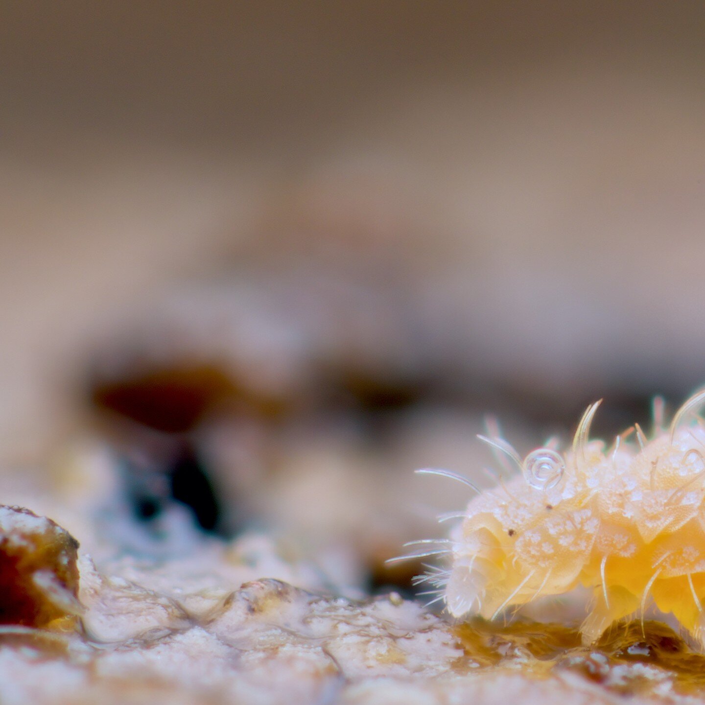 This is Monobella grassei, a very common UK springtail. It has the most beautiful flaps and ornamentation across its body as well as the obvious long, curving setae. Subtle but delightful and around 2mm long. 
And there's also a nematode in the photo