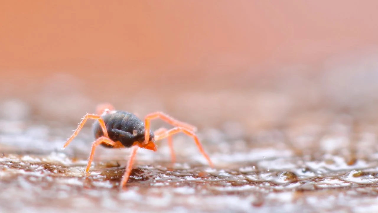 Getting rid of soil mites: the truth